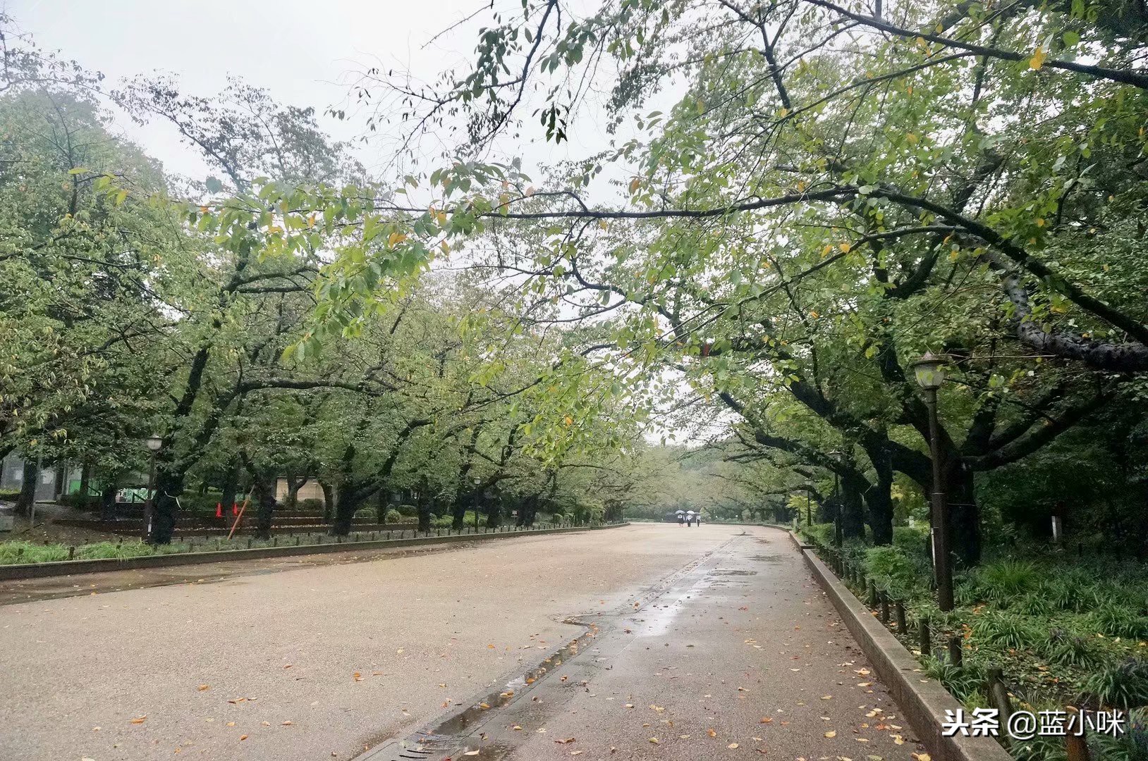 日本自由行7天看富士山,东京自由行攻略东京富士山自由行