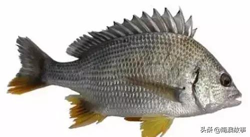 潮汕热销海鲜品种,潮汕常见的海鲜大全