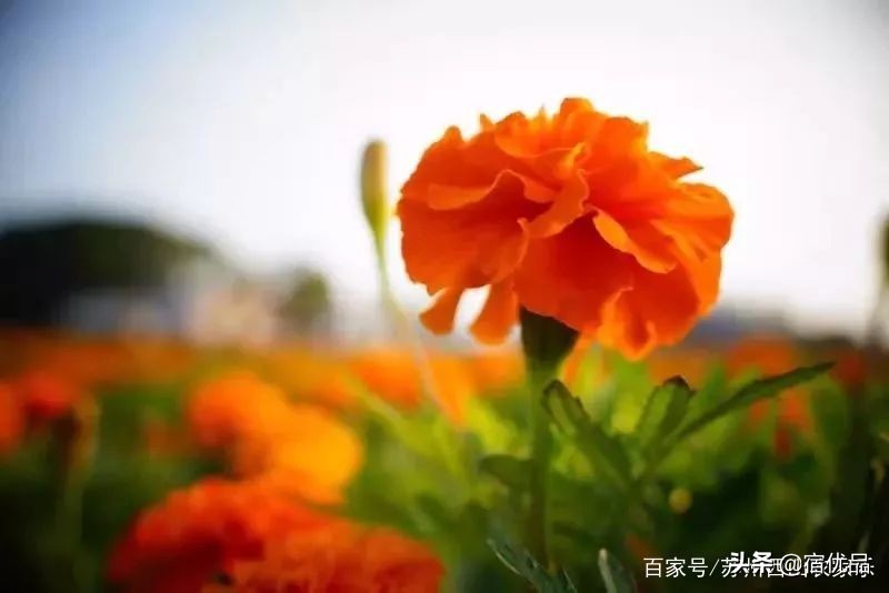 河源市连平县忠信镇大湖花海,太湖花海主题乐园