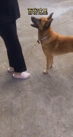 主人怀孕后狗狗变得更粘人了,主人怀孕后狗狗的反应哈士奇