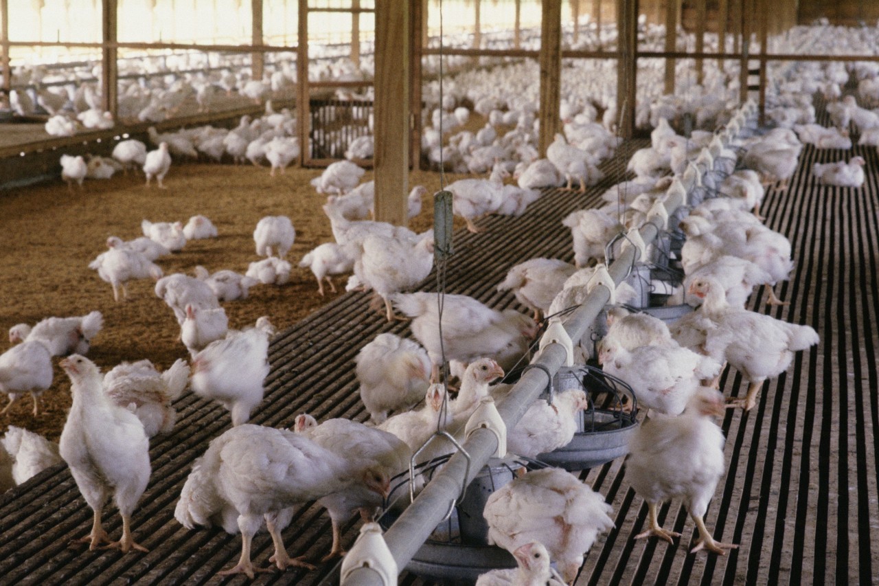 适合新手养殖的肉鸡品种,肉鸡养殖品种大全