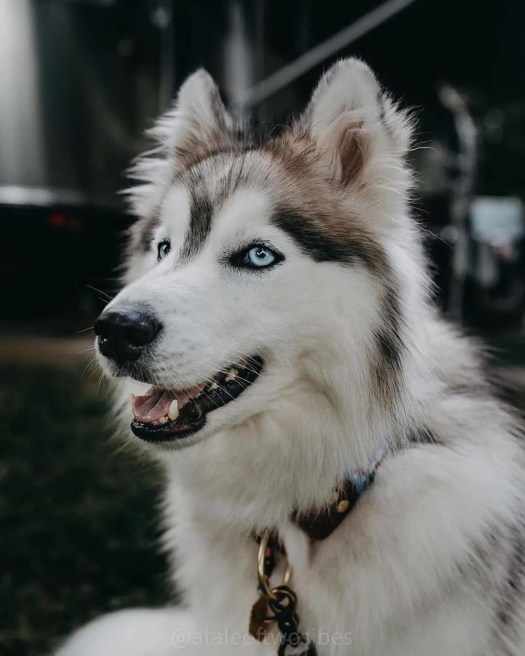 这5种狗你都敢养,建议新手便宜养的10种狗