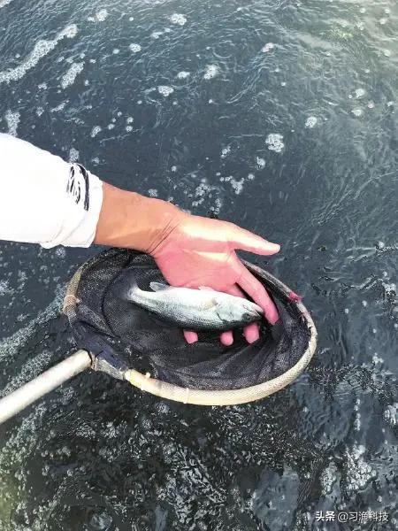 室内大规模工厂化养鱼技术和设备,玻璃钢养鱼池养鱼怎么样