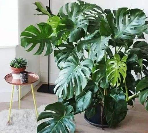 龟背竹的枝条扦插繁殖法,龟背竹弱枝扦插繁殖方法