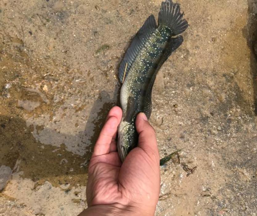 野河钓鱼被人承包被驱赶后续,河道都被罗非鱼入侵