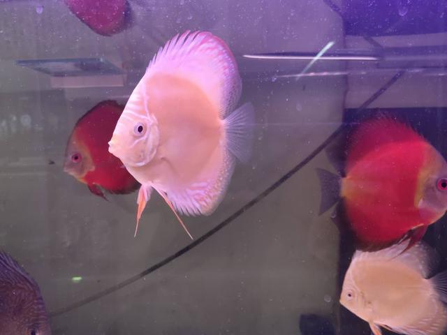 家庭饲养观赏鱼的几个注意事项,第一次养观赏鱼注意事项