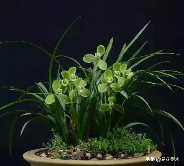 春兰春剑送春莲瓣兰蕙兰怎么分别,蕙兰春兰春剑莲瓣兰对光照的要求