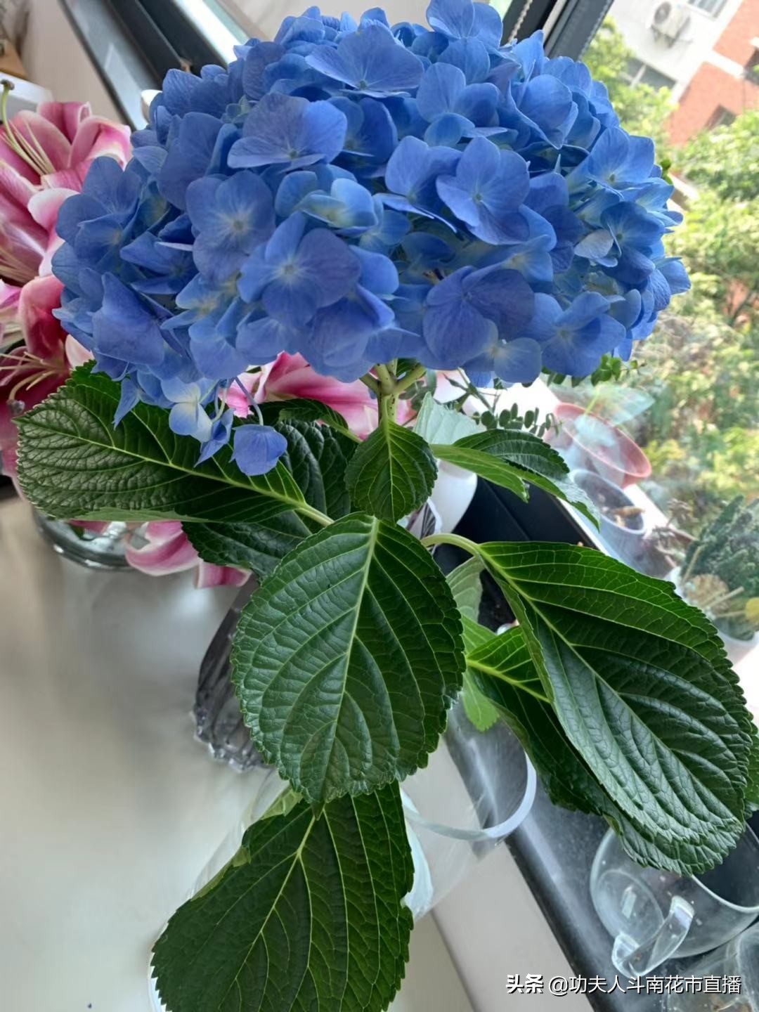 这里能找到答案的一律不回复-2020107鲜花发货总结