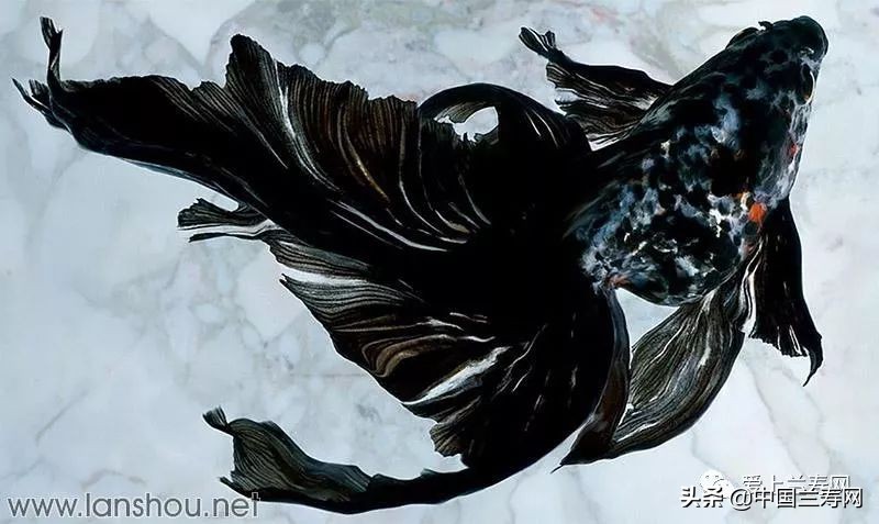 那些企图拿尾巴征服世界的金鱼们