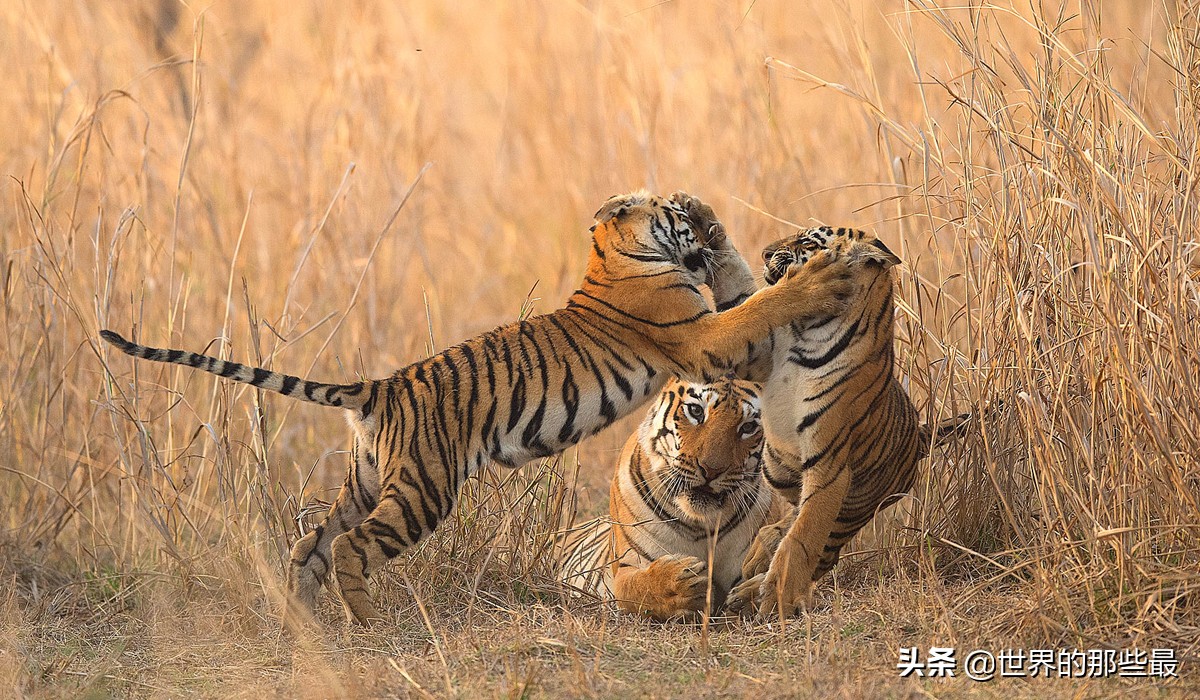 老虎一对一能打过狮子吗,老虎跟狮子打起来会怎么样