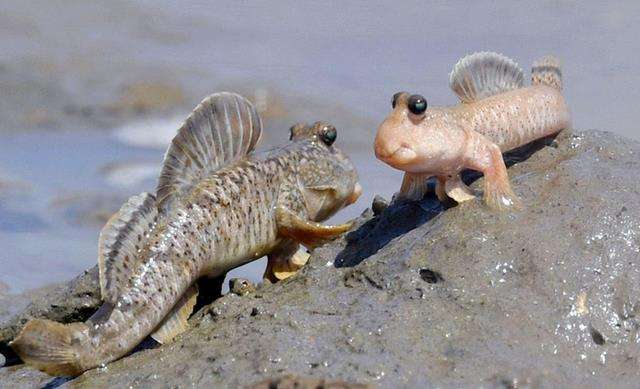 越来越稀奇的淡水鱼,最色彩多姿的淡水鱼