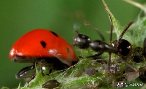 听大瓮聊聊生态种植里的那些事儿之昆虫篇（二）