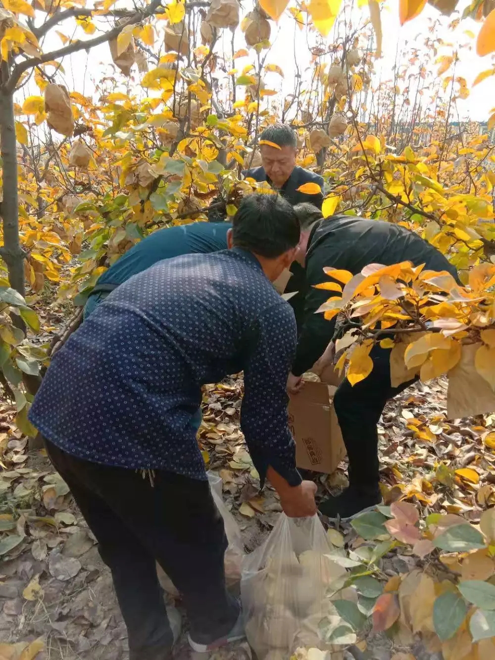 甜爆了！脆惊了！后观寨晚秋黄梨傲霜迎雪等君前来采摘