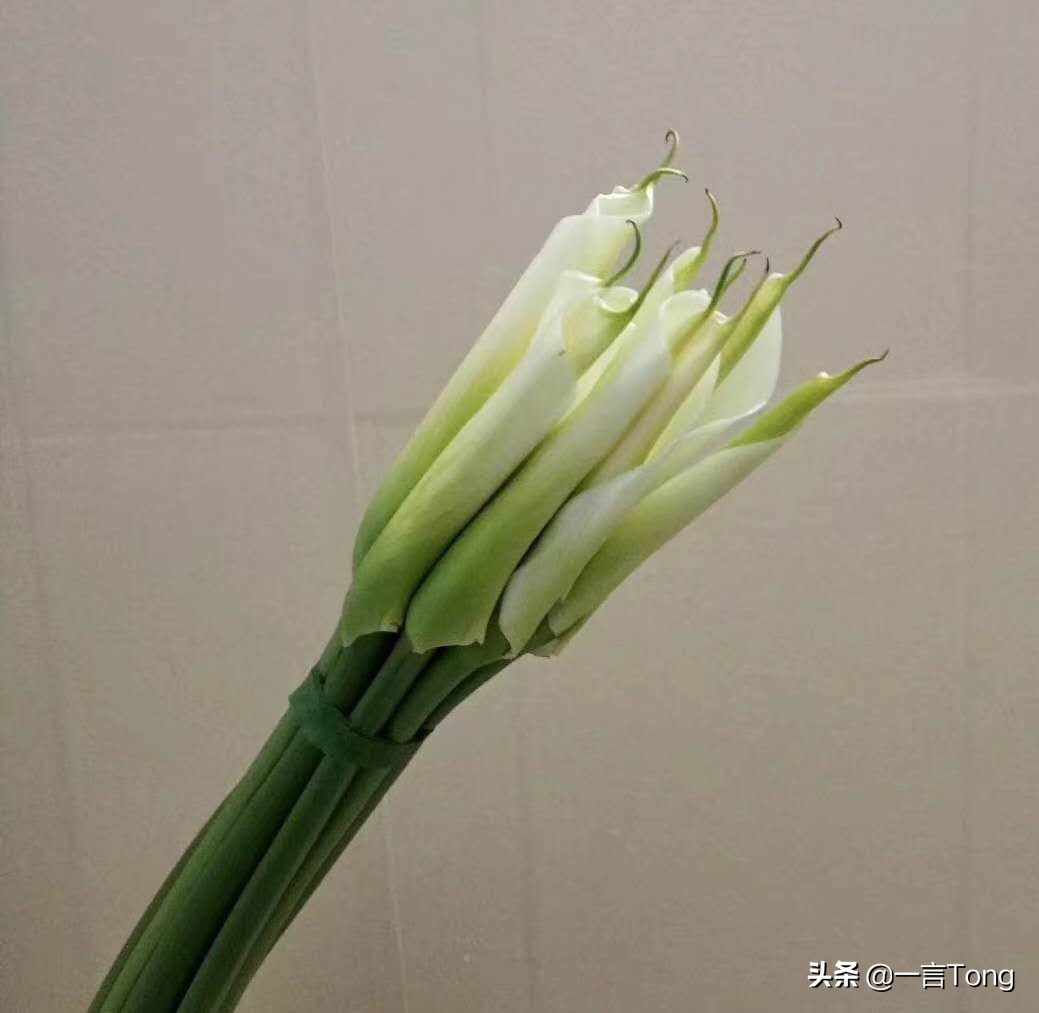 贵族版马蹄莲,高贵雅致马蹄莲