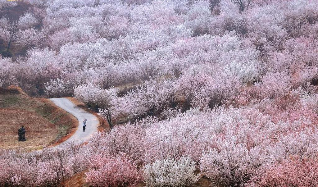 徐州清明假期旅游攻略,徐州春天去哪里旅游好