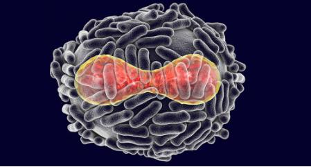 地球最厉害的病毒是什么,世界上有哪些病毒能被灭绝