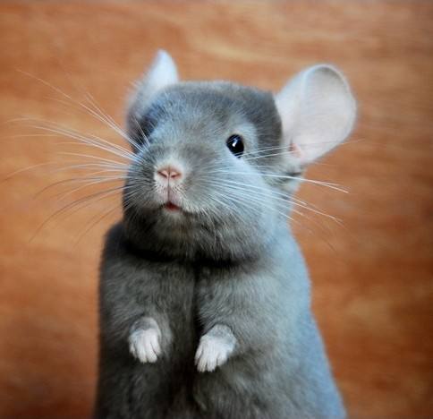 仓鼠金丝熊荷兰猪龙猫有什么区别,金丝熊和龙猫哪个比较通人性