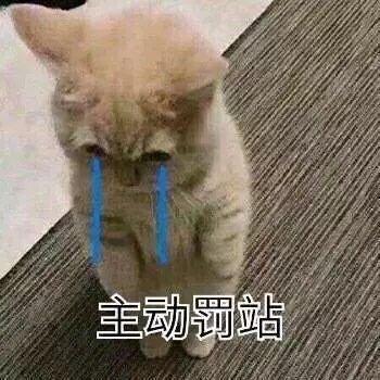 养猫应该对猫有什么了解,一开始养猫误区只要猫咪吃饱就行