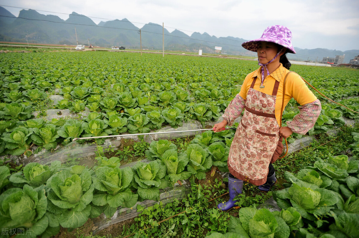 白菜生虫子，别动不动就施药，喷点家里不起眼的小东西也管用