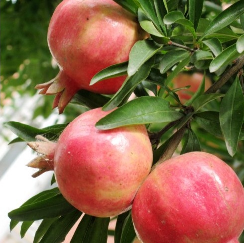 神仙果,石榴的神仙饮品