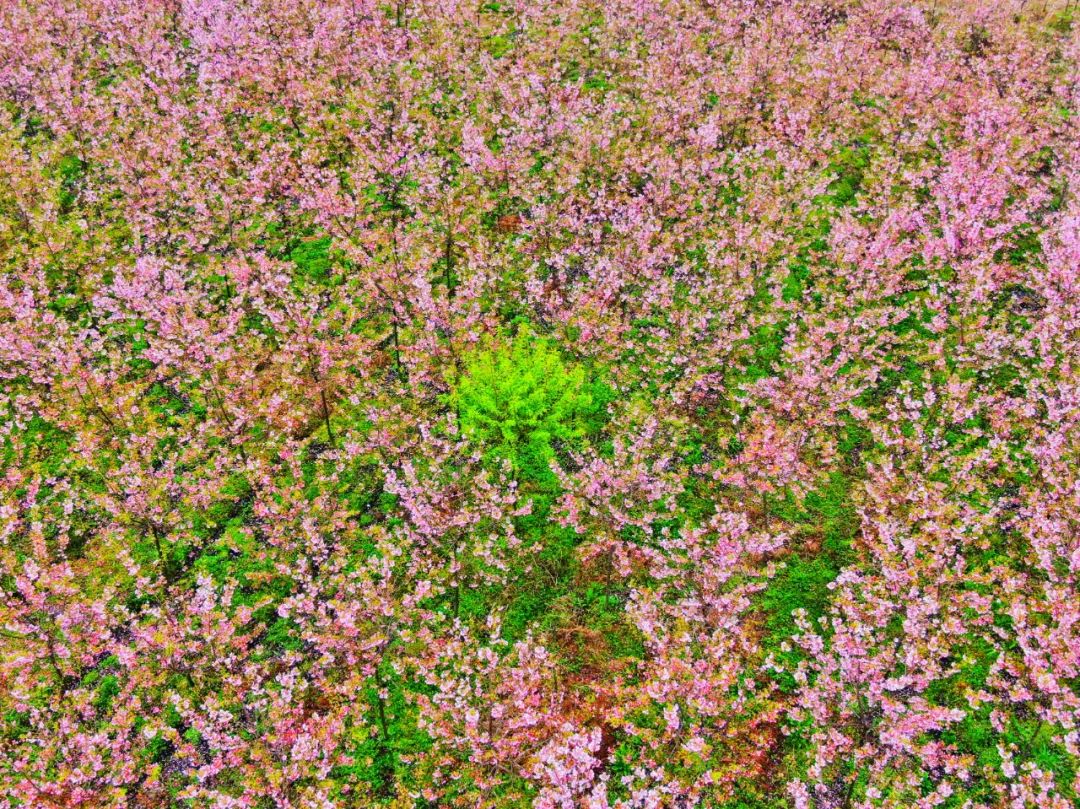 油菜花樱花桃花最受游客关注,春天必打卡的桃花樱花海棠花胜地