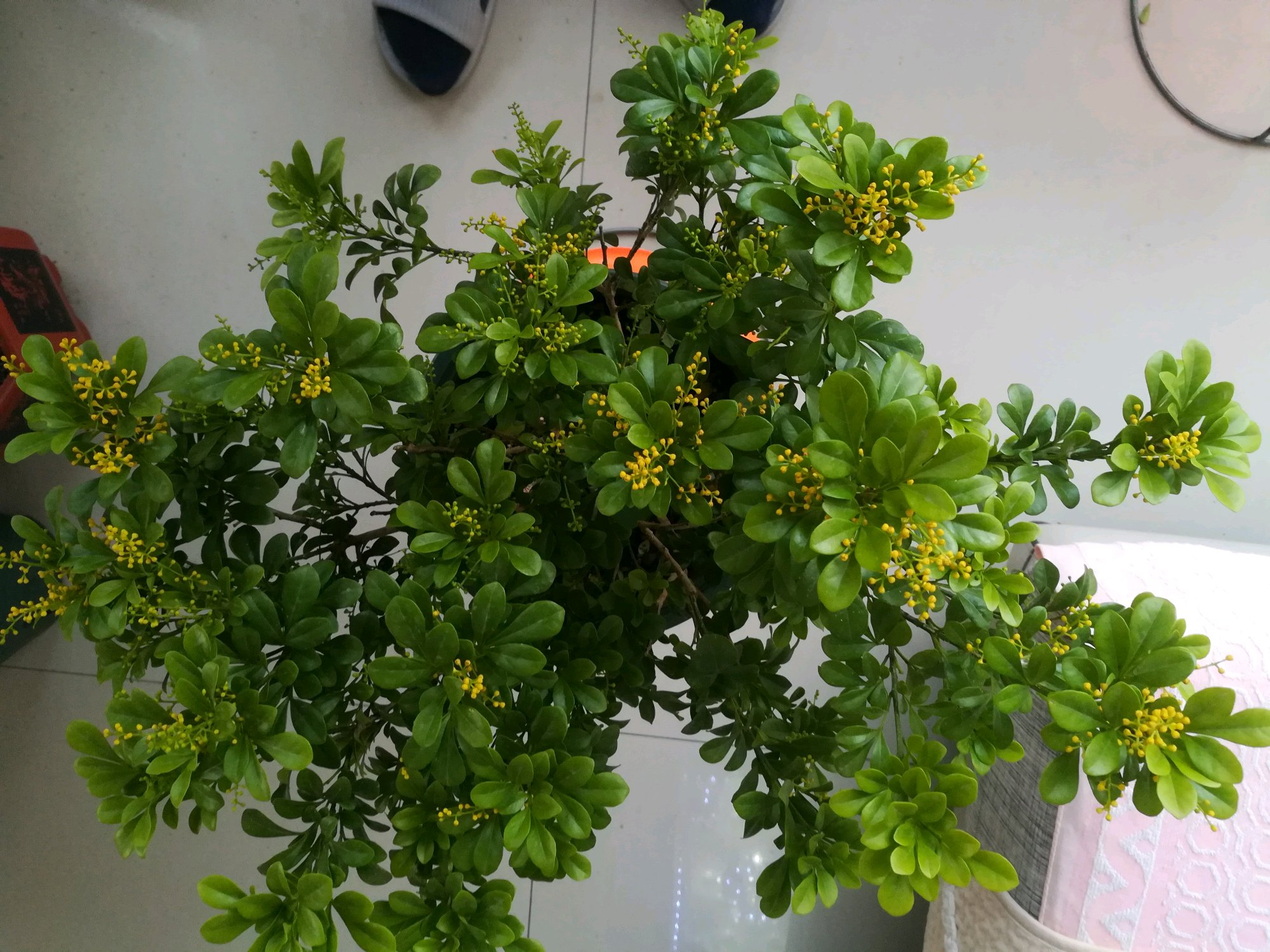 米兰花用大盆好还是小盆好养殖,米兰花大盆养好还是小盆好