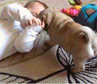 新手养巴哥犬需要注意什么,巴哥犬饲养注意事项大全图片