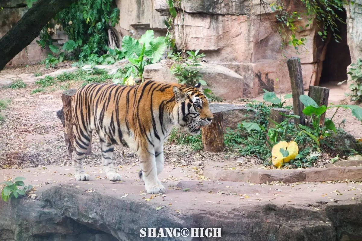 记者探访广州动物园,动物园观察动物