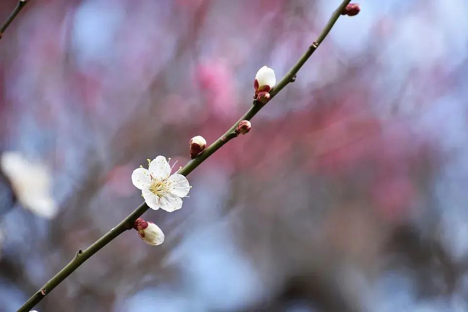 拍梅花技术的技巧和方法,拍梅花的最佳方法
