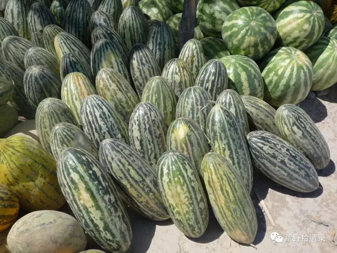 四川适合种植哈密瓜甜瓜品种,甜瓜种植技术新疆哈密瓜