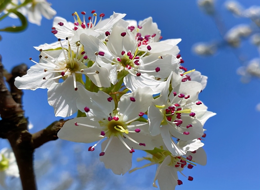 梅李桃樱杏如何区分,梅杏桃李樱梨海棠怎么区分
