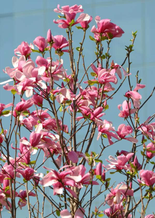 适合花园的小型树木,适合自家花园种植的树木花卉