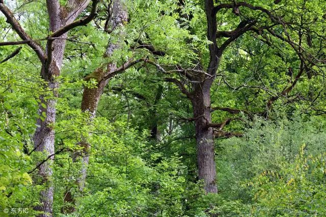 铝材家具好还是木材家具好,做家具什么木材最好最环保