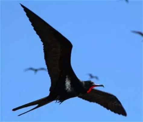 军舰鸟是真的吗,军舰鸟最怕什么动物