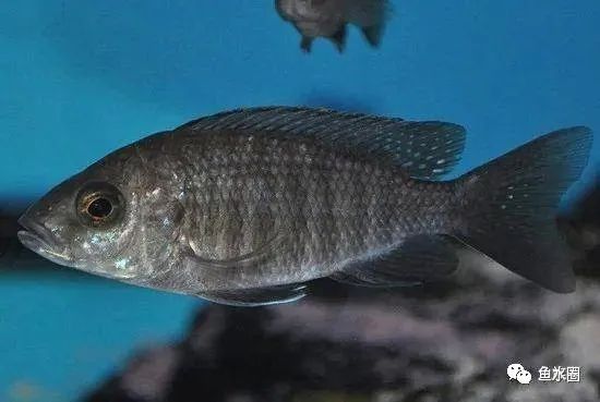 三湖慈鲷马鲷孔雀鱼多久发色,三湖慈鲷鱼之马鲷鱼