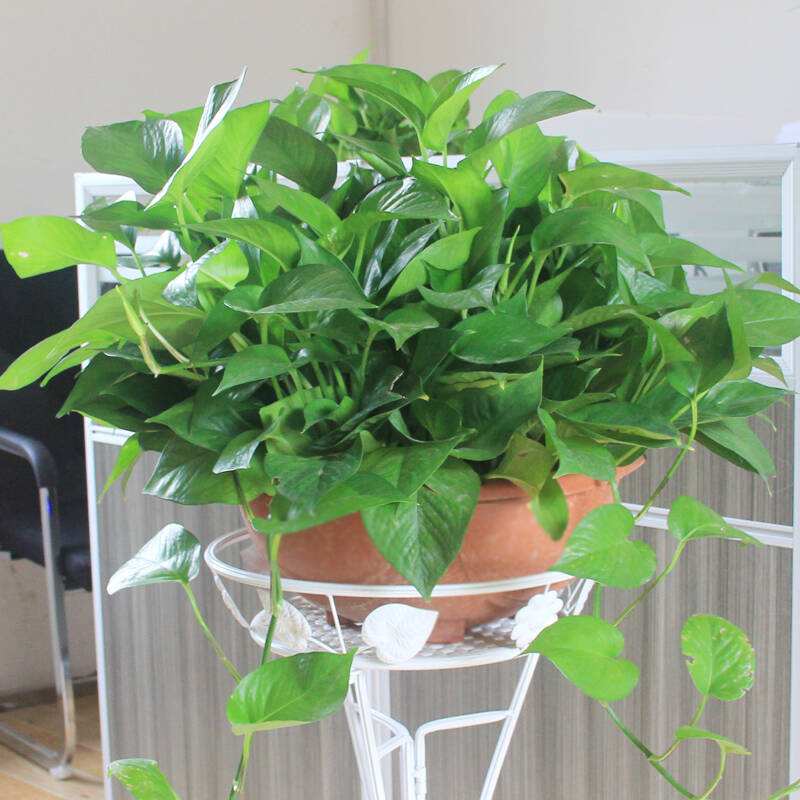 绿萝叶子发干快速补救方法,绿萝干叶的原因和解决方法