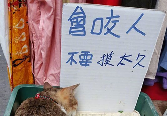 狸花猫50块钱,狸花猫五块钱一只