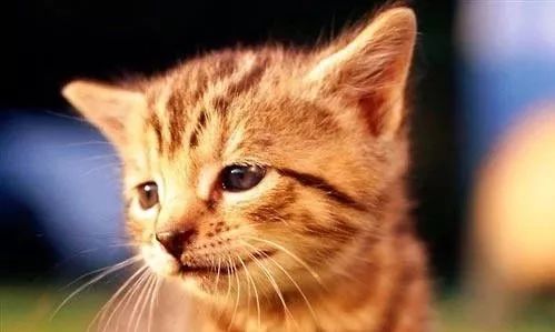 猫的传染病都有哪几种病症,猫咪为什么会传染严重的猫疾病