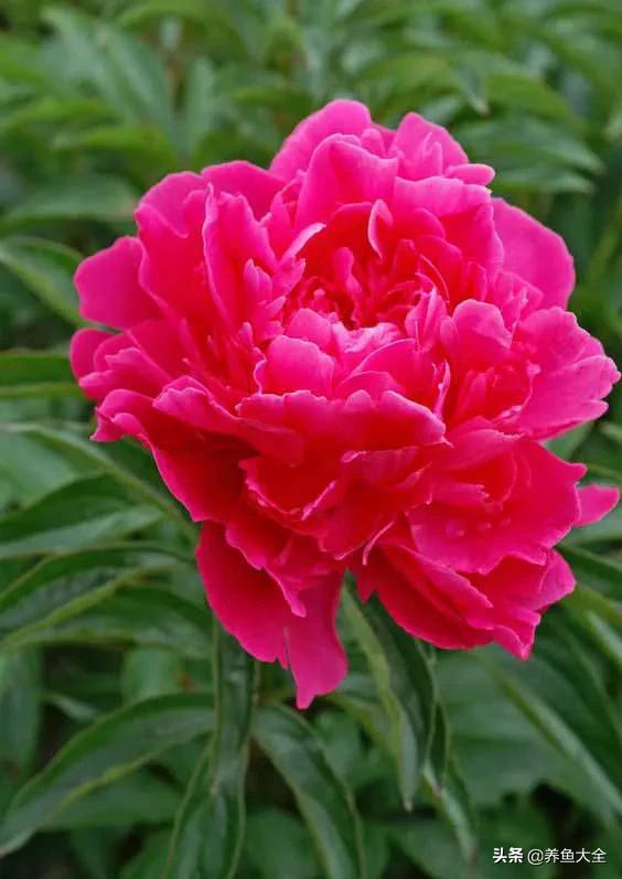 一至十二月的花期,12月到2月份的花期