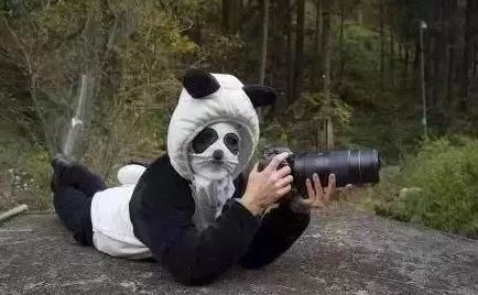 外国人为什么这么喜欢大熊猫呢,外国人究竟有多爱大熊猫