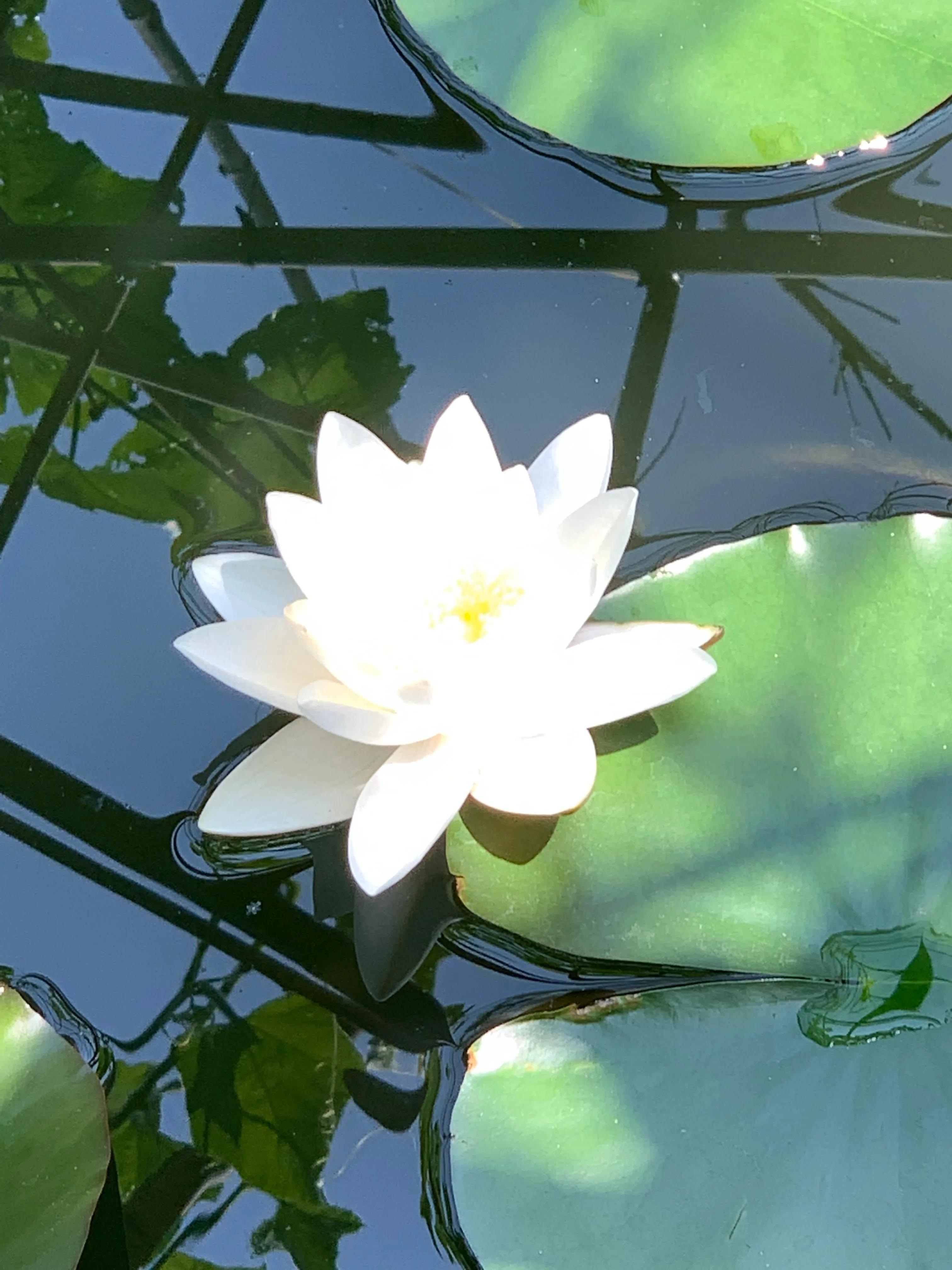 五律：水中睡美人