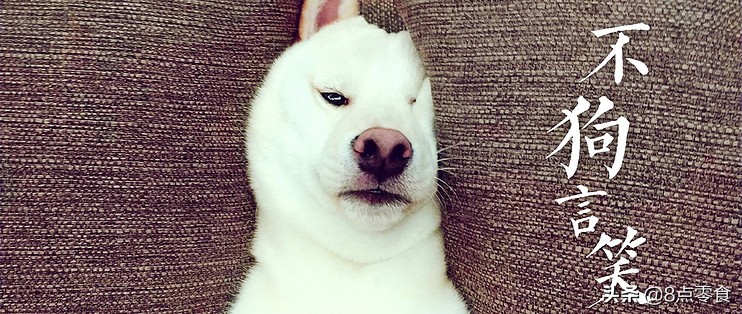 柴犬吃的狗粮推荐,柴犬推荐吃的狗粮品种