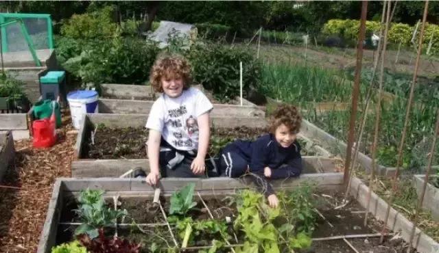 小型菜园怎么合理利用,1米菜园立体菜园