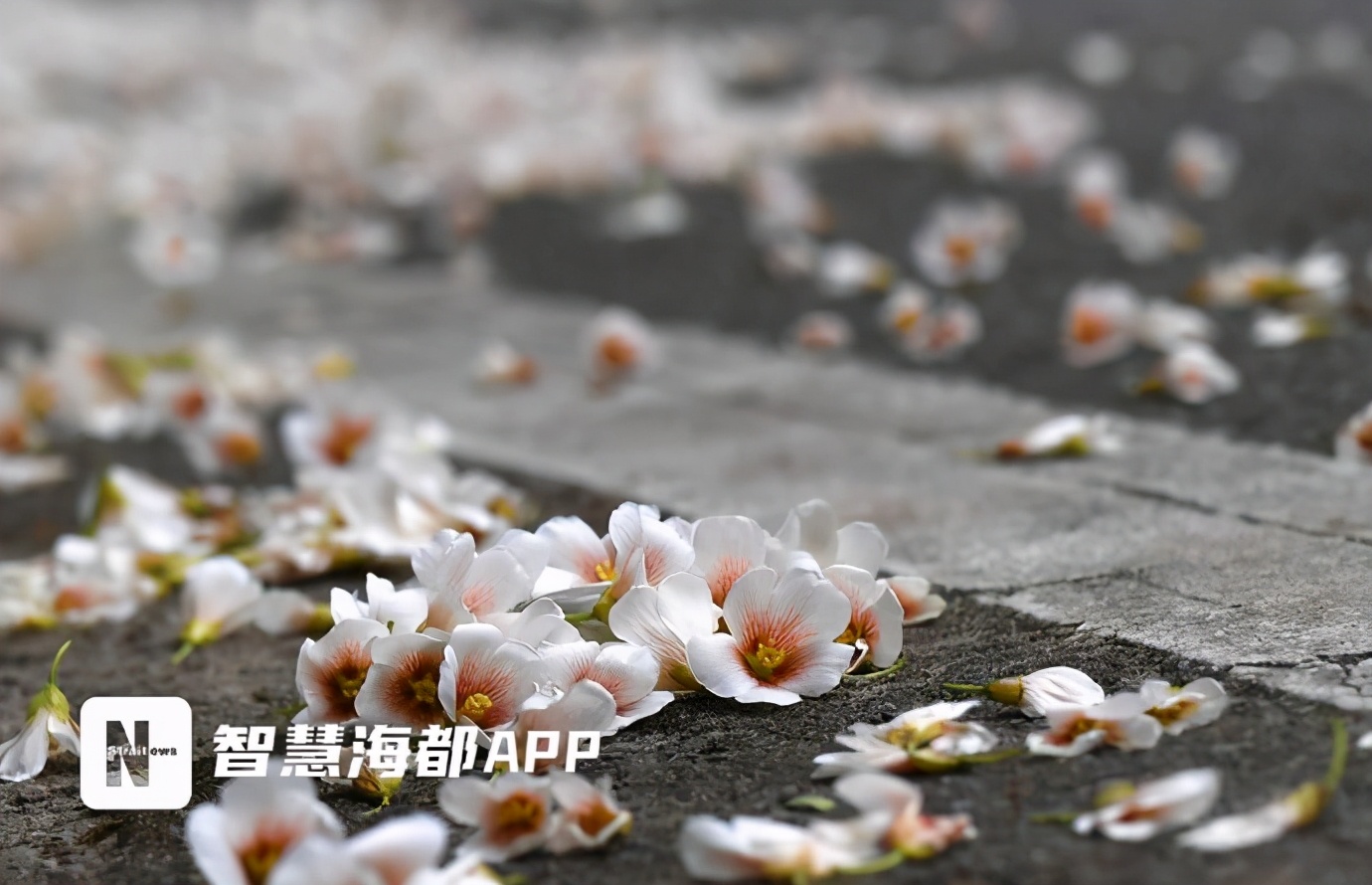 美翻了！福州将迎来两波白色浪漫！油桐、千年桐相继开放