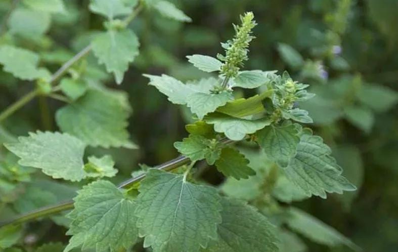 李东垣有一个经典名方升阳益胃汤,教授讲李东垣的升阳益胃汤