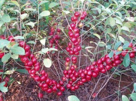 66元一斤钙果种植前景,浙江种植钙果哪里最好