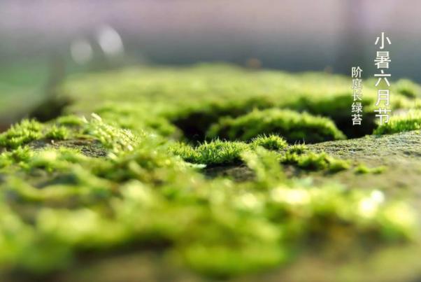 二十四节气小暑绘画教程,二十四节气小暑至盛夏始