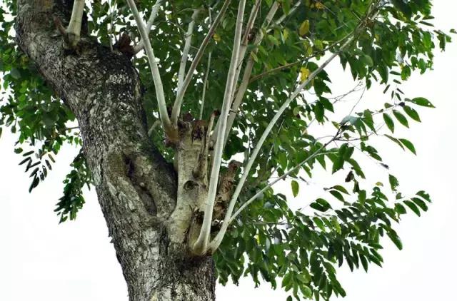 海南常见植物图解视频,海南的树木都有哪些名称