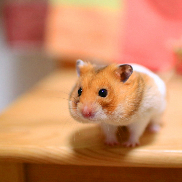 仓鼠幼鼠该怎么养,仓鼠幼鼠应该怎么养