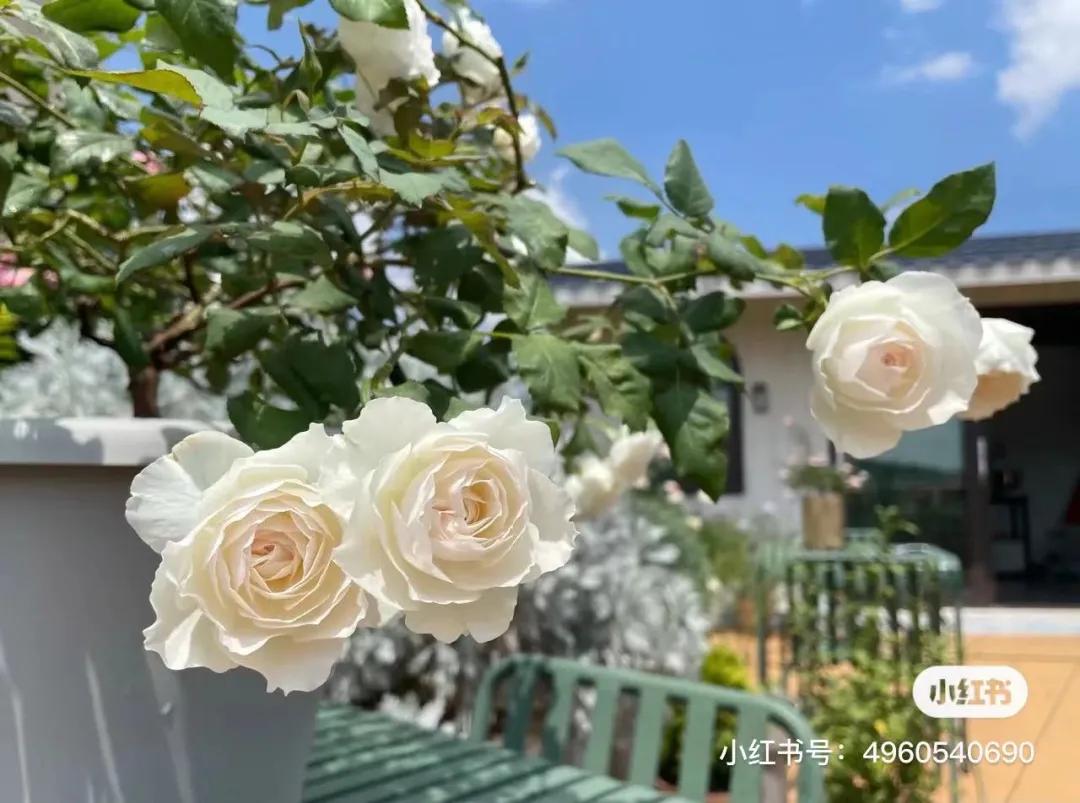 获得worldrose的12款月季品种,露台月季品种推荐